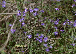 Слика од Stemodia palustris A. St. Hil.