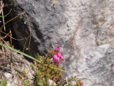 Image of Erica glutinosa Berg.