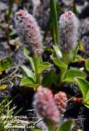 Salix petrophila Rydb. resmi