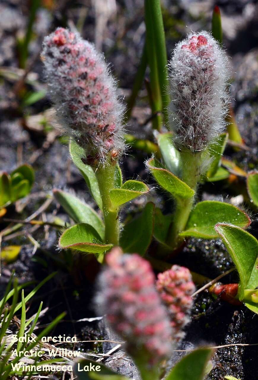 Image of alpine willow