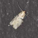 Image of Meroptera anaimella Blanchard & Knudson 1985