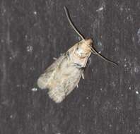 Image of Meroptera anaimella Blanchard & Knudson 1985