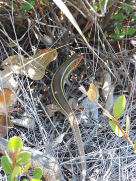 Image of Yellow-throated Plated Lizard