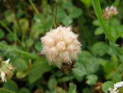 Image of strawberry clover