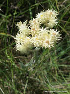 Image of Helichrysum mixtum var. mixtum