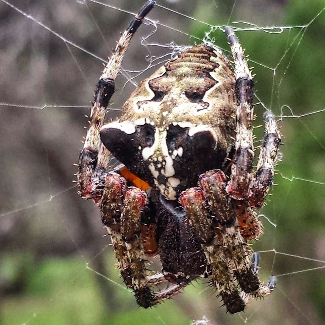 Image of Giant Lichen Orbweaver