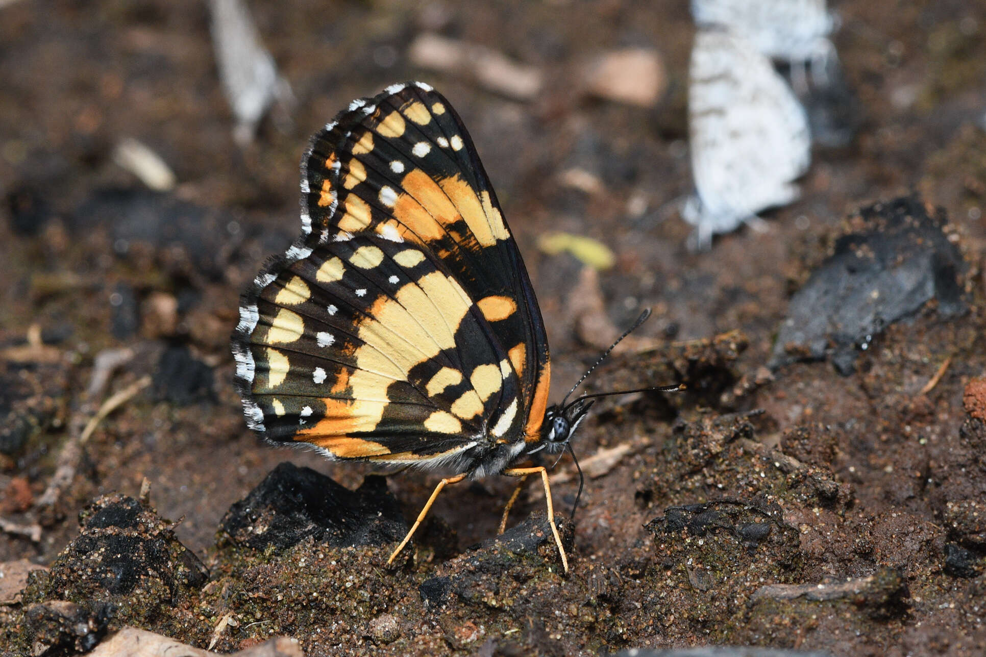 Sivun Chlosyne lacinia saundersi Doubleday (1847) kuva