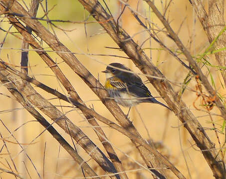 Image of Setophaga coronata coronata (Linnaeus 1766)