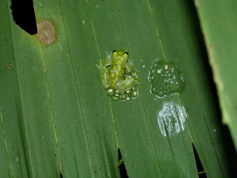 Image of La Palma Glass Frog