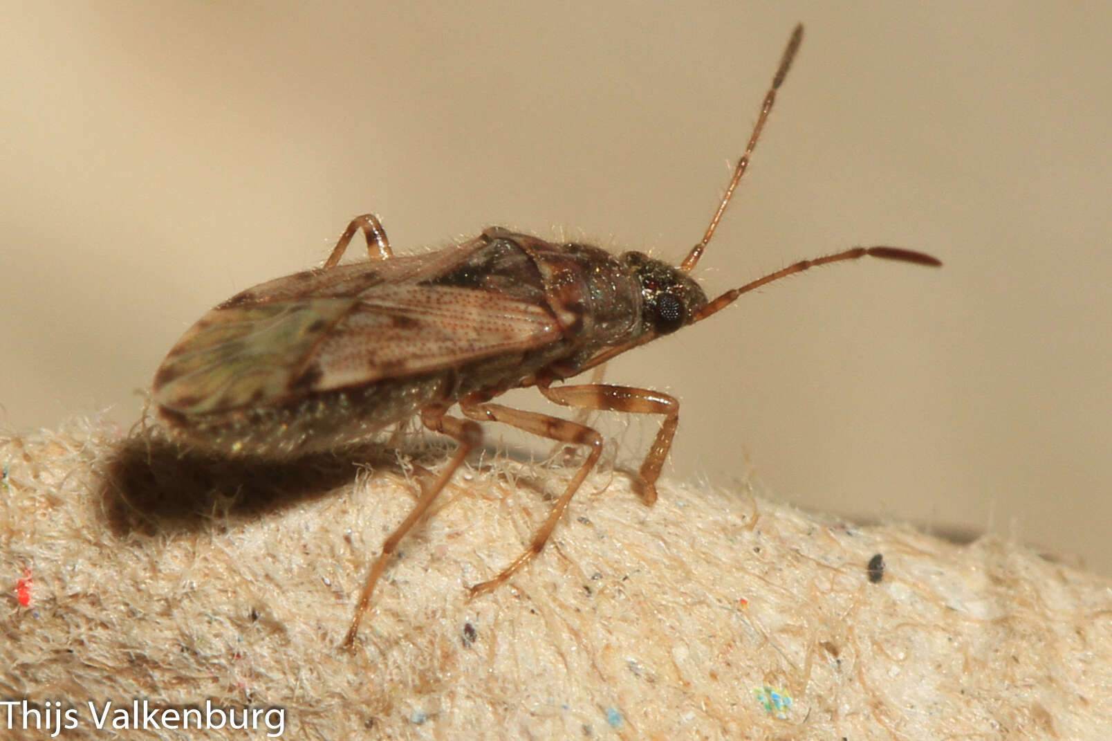 Image of Remaudiereana annulipes (Baerensprung 1859)