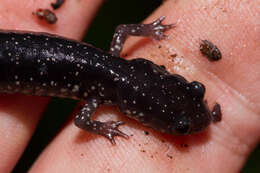 Image of Western Slimy Salamander