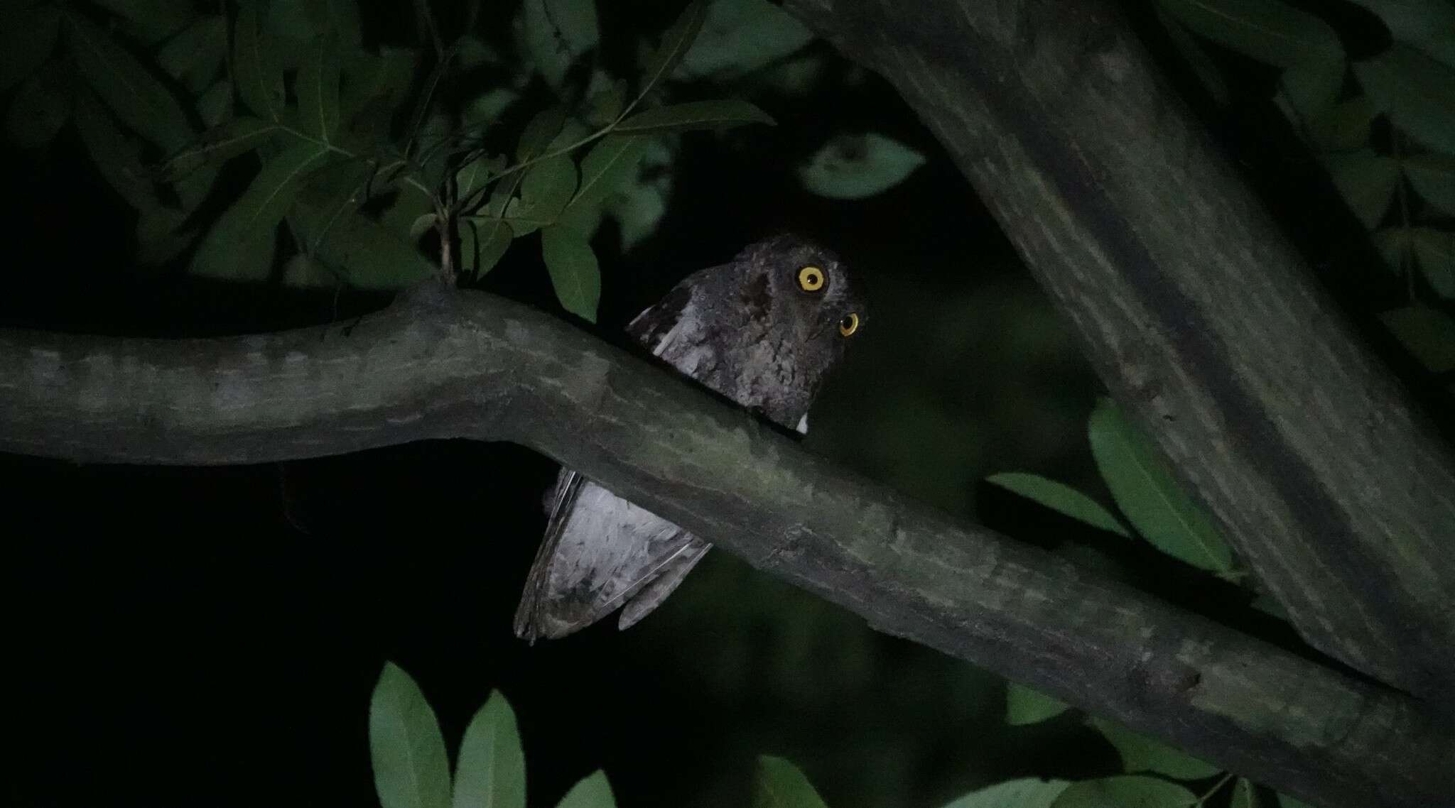 Image of Oriental Scops Owl