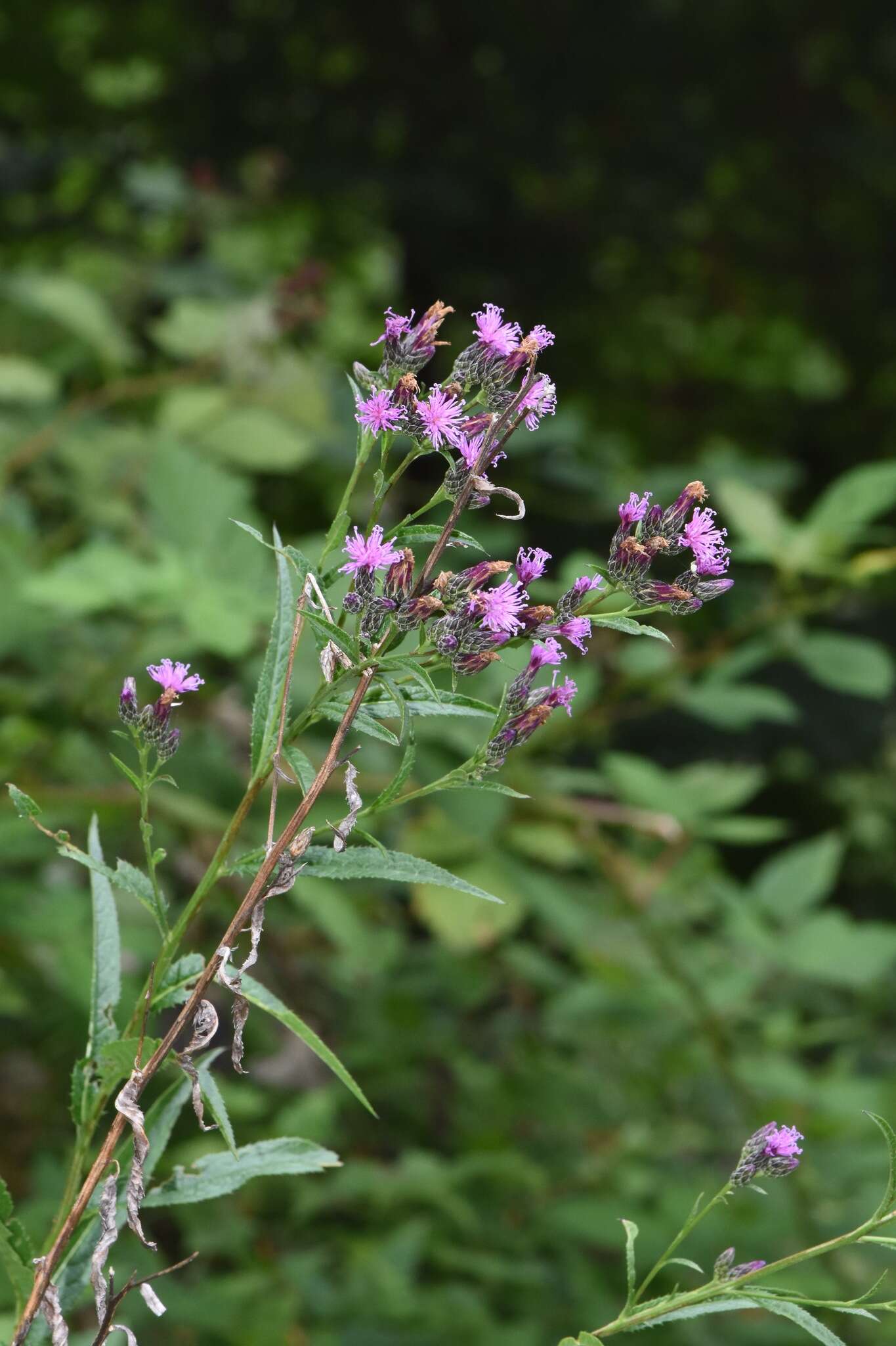 Plancia ëd Serratula tinctoria L.