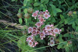 Image of Sempervivum caucasicum Rupr. ex Boiss.