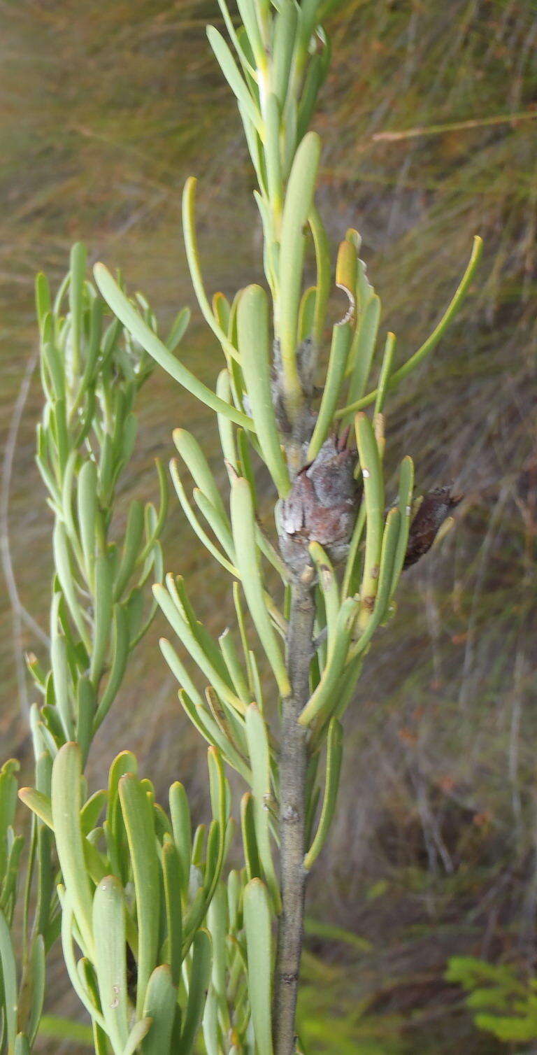 Plancia ëd Leucadendron ericifolium R. Br.