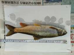 Image of Taiwan Shoveljaw Carp