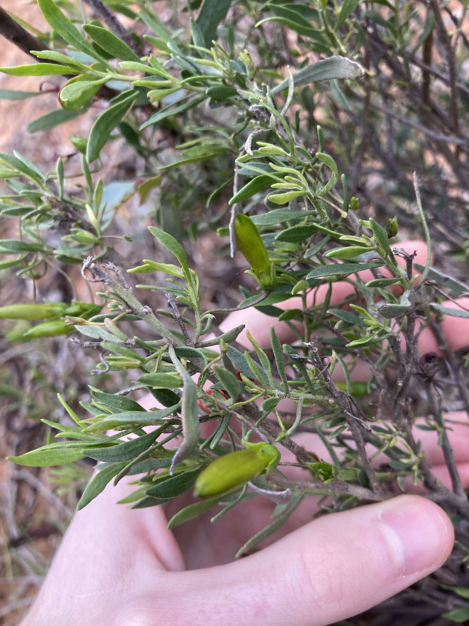 Image of Eremophila decipiens subsp. decipiens