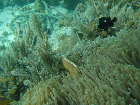 Image of Clown fish