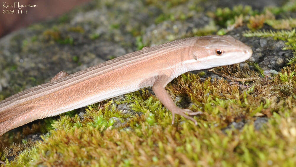 Image of Mountain grass lizard