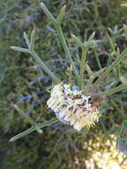 Image of nodding coneflower