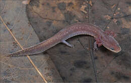 Image of Dwarf Waterdog