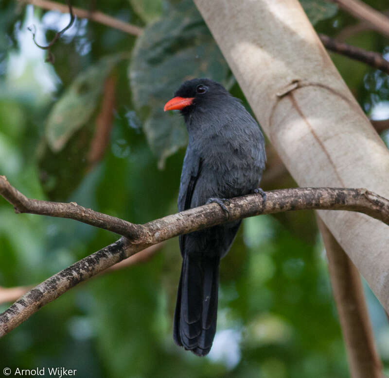 Image of Black-fronted Nunbird