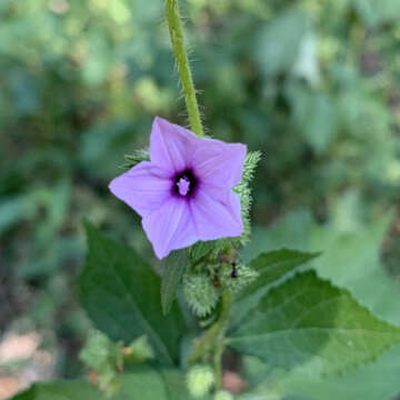 Image of Ipomoea dichroa (Roem. & Schult.) Choisy