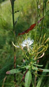 Imagem de Oenothera lindheimeri (Engelm. & A. Gray) W. L. Wagner & Hoch