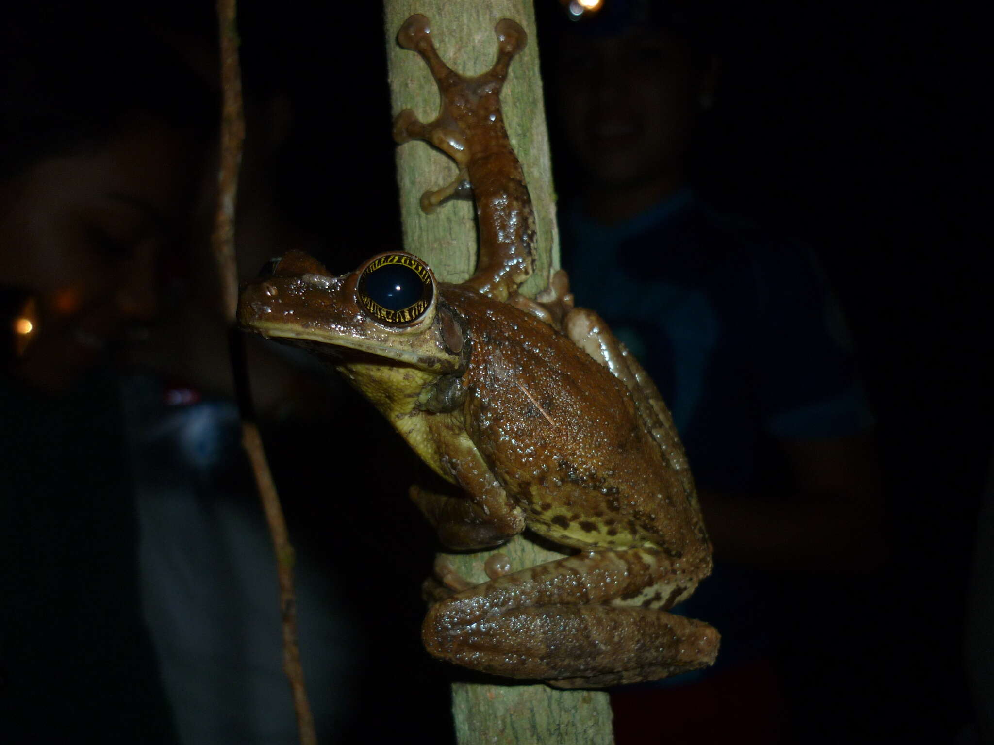 صورة Osteocephalus oophagus Jungfer & Schiesari 1995