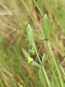 Image of Adenocline pauciflora Turcz.