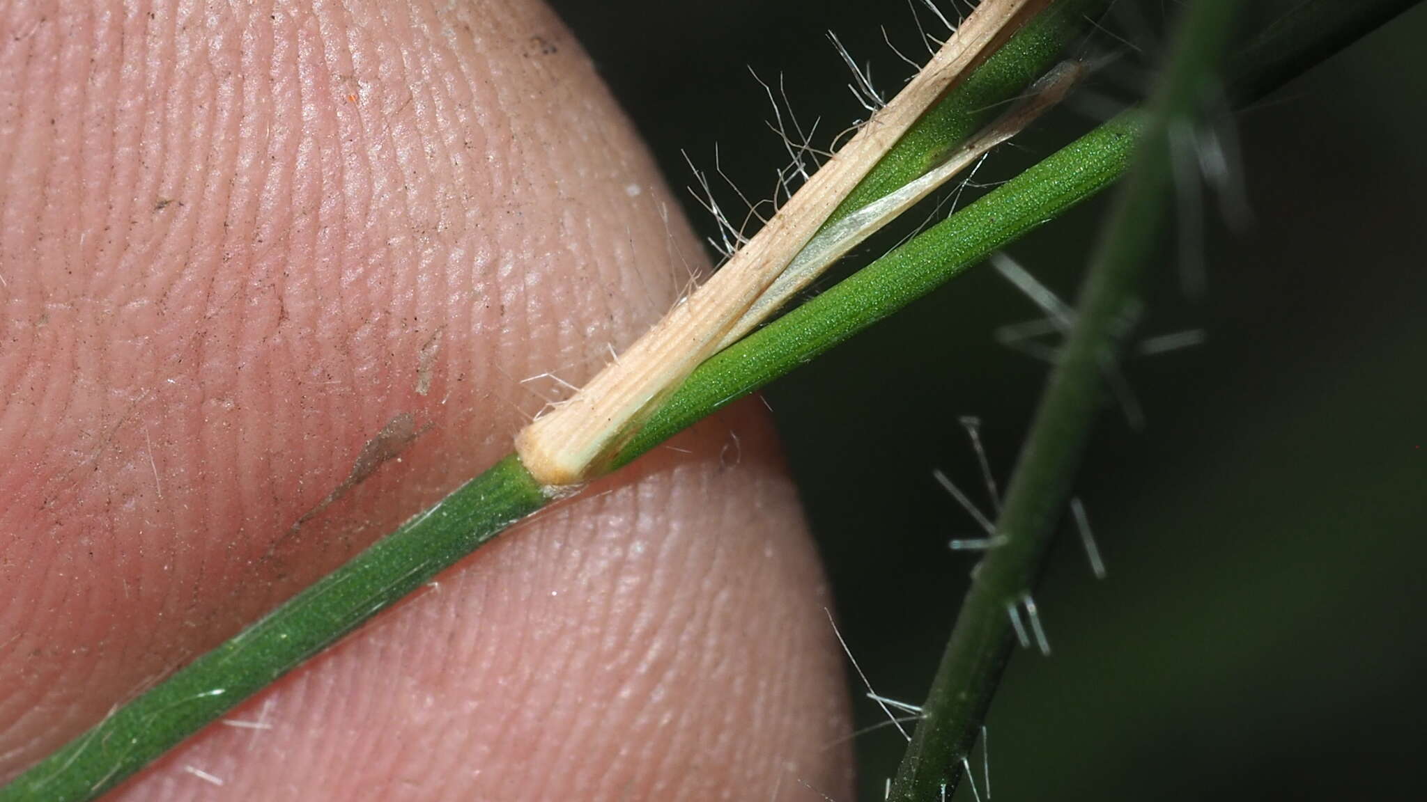 Entolasia stricta (R. Br.) Hughes resmi