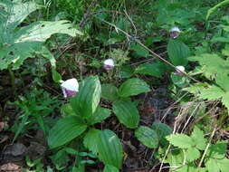 Image of Spotted lady's slipper