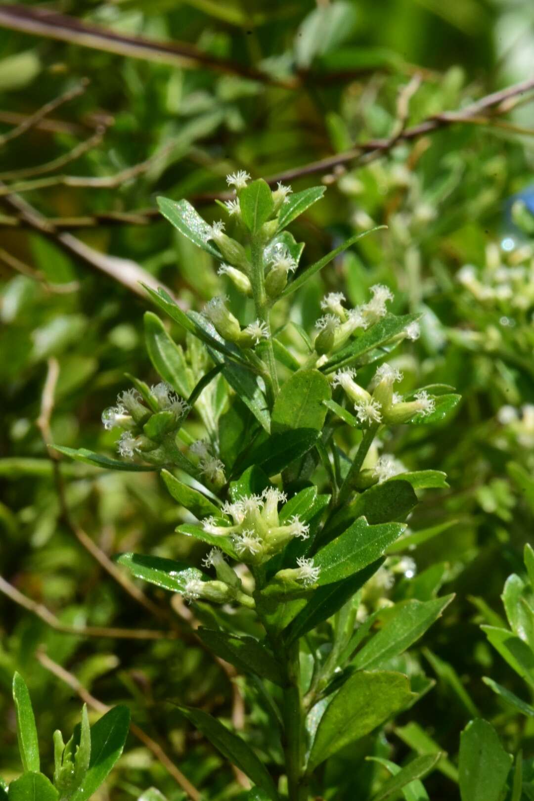 Image of Santo Domingo false willow