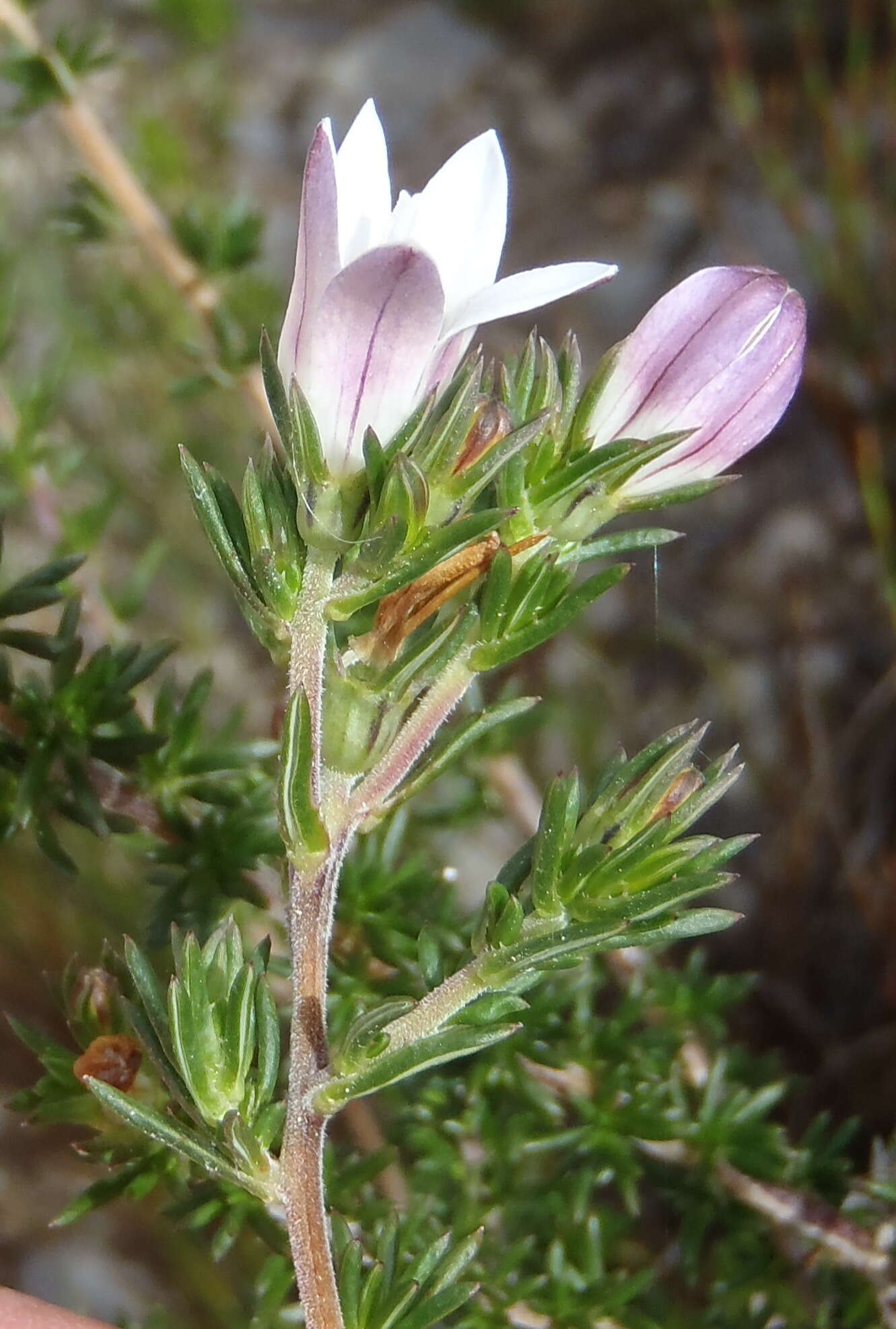 Image of Roella compacta Schltr.