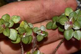 Image of Pilea consanguinea Wedd.