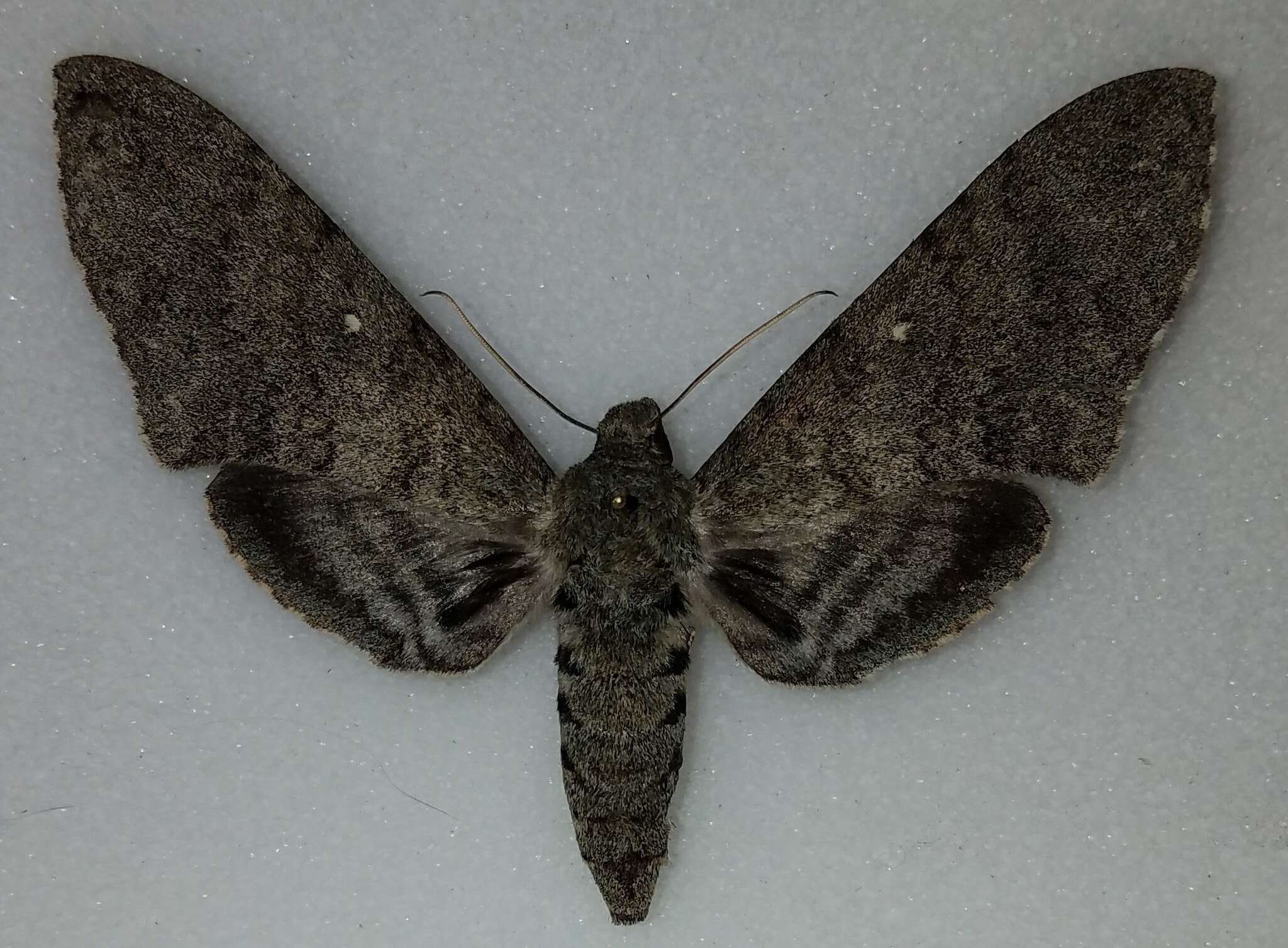 Image of Muscosa Sphinx