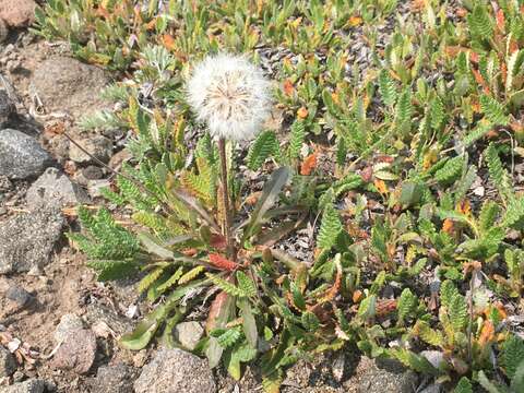 Image of Crepis chrysantha (Ledeb.) Turcz.