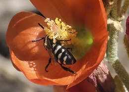 Image of Epeolus americanus (Cresson 1878)