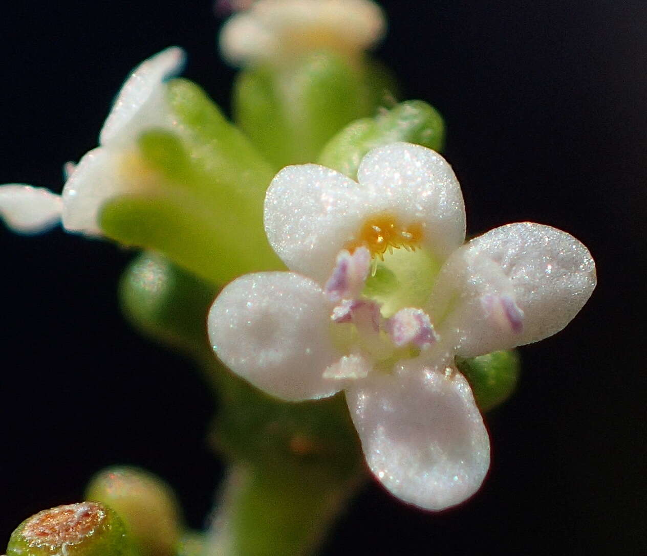 Image of Phyllopodium dolomiticum O. M. Hilliard