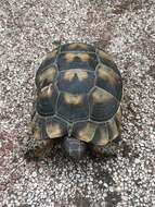 Image of Marginated Tortoise