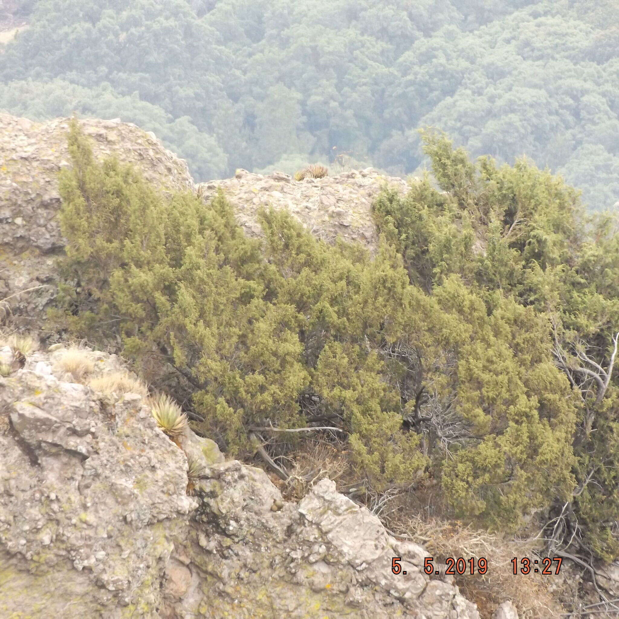 Image de Juniperus monticola Martínez