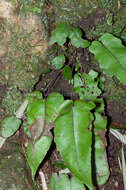 Image of Stegnogramma sagittifolia (Ching) L. J. He & X. C. Zhang