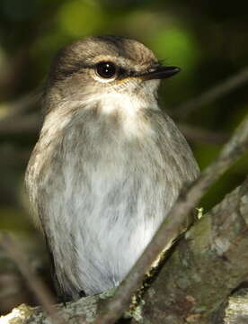 Image de Muscicapa adusta adusta (Boie & F 1828)