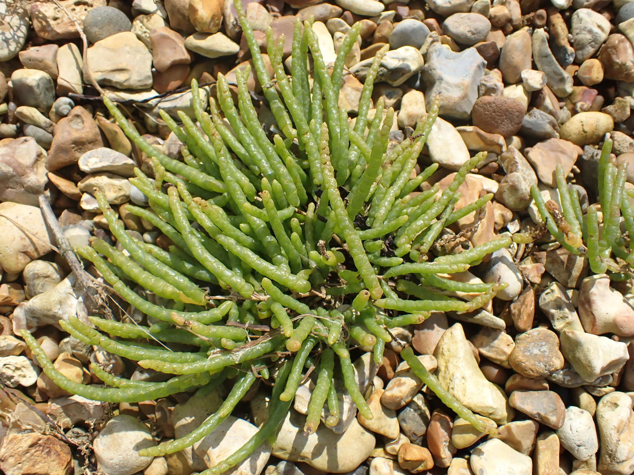 Image of Salicornia procumbens Sm.