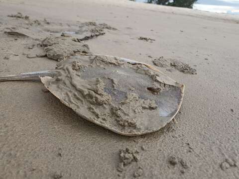 Image of Round whip ray