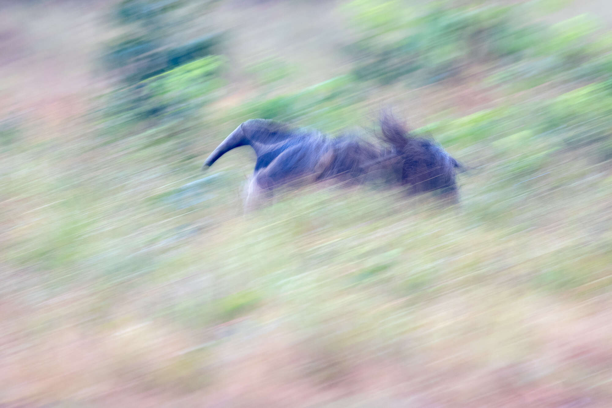 Image of Giant anteaters