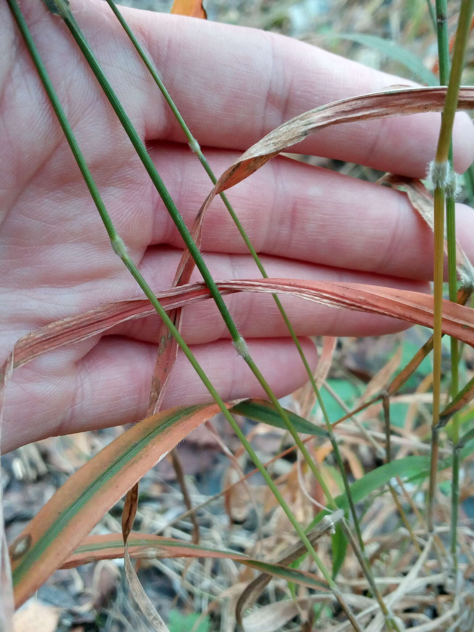 Image of Brachypodium sylvaticum subsp. sylvaticum