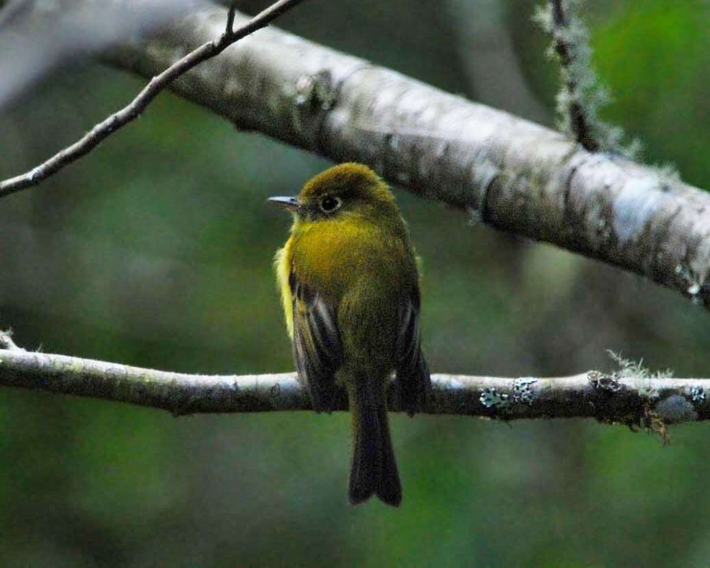 Image of Yellowish Flycatcher