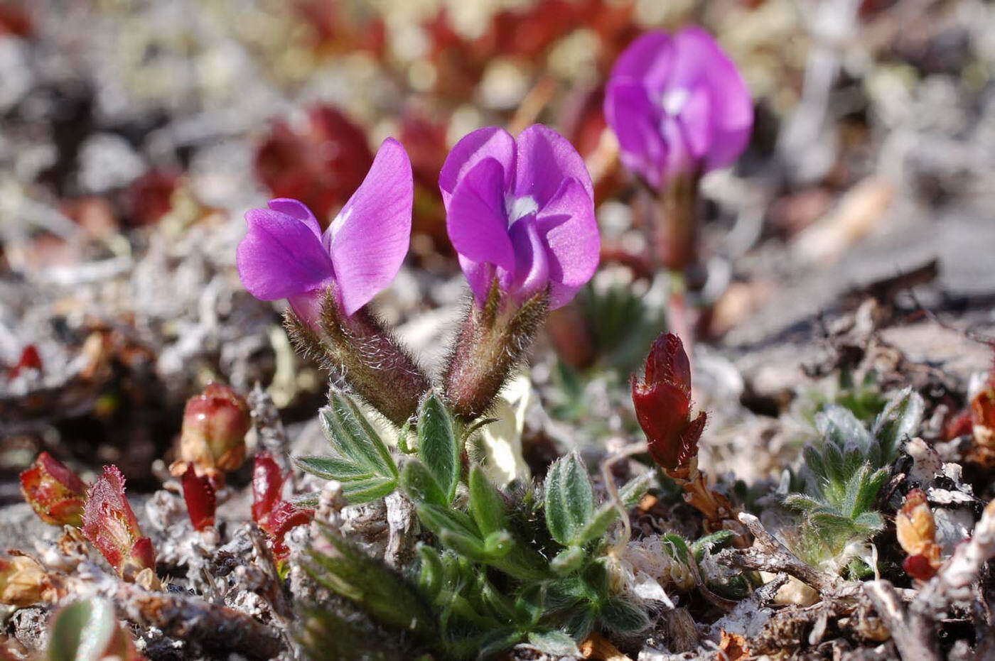 Image de Oxytropis czukotica Jurtzev