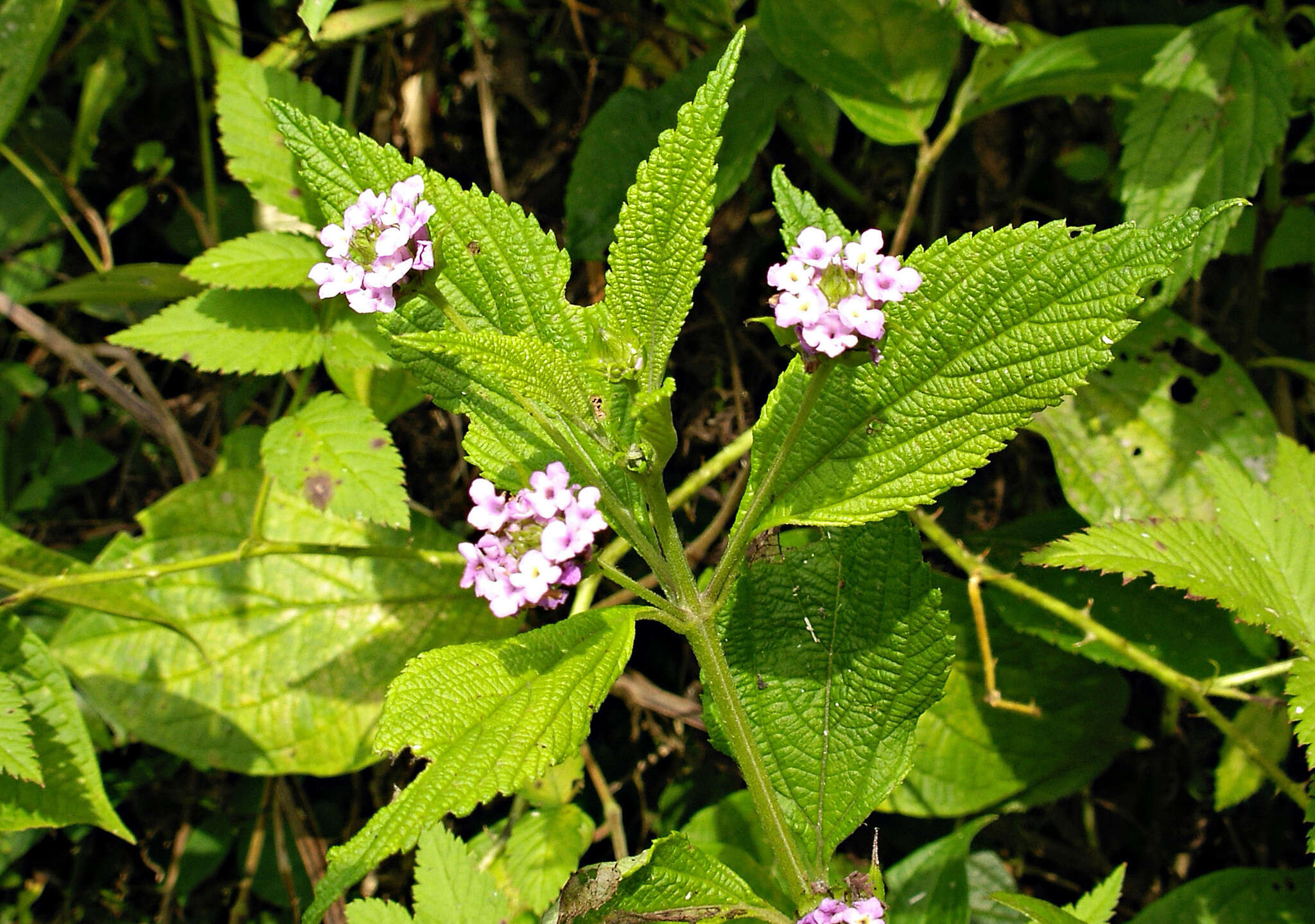 Image of threeleaf shrubverbena